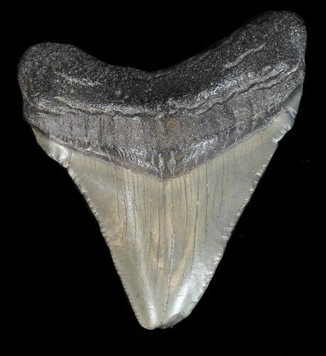 Bargain Megalodon Tooth - South Carolina #44561